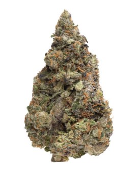 Homestead Cannabis Supply Crossbow