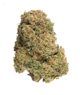 Homestead Cannabis Supply Bandwagon