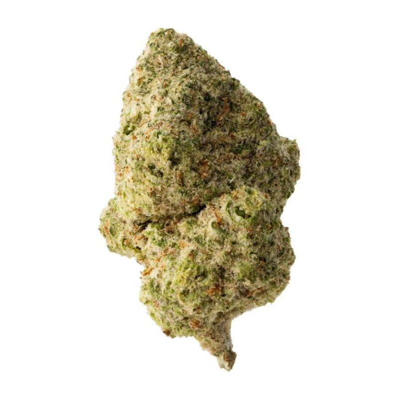 The Loud Plug Sticky Bunz